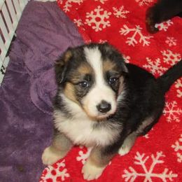 German Shepherd Puppies from Rain's Legacy German Shepherds