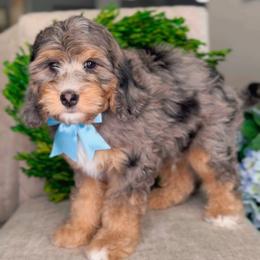 Winton - Merle male Bernedoodle puppy in West Jordan, Utah from Doodles Friend