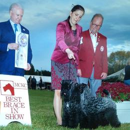 Kerry Blue Terrier All Grown Up from Cross the Rubicon