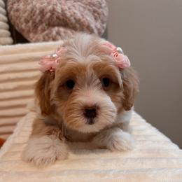 Girl 5 - Apricot female Maltipoo puppy in Bakersfield, California from Silvia's Maltipoos