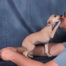 Brussels Griffon and Italian Greyhound Puppies from Adornare Kennels