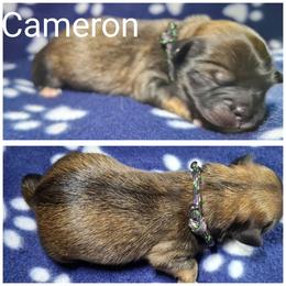 Cameron - Brown male Lhasa Apso puppy in Cincinnati, Ohio from Shangri-La Lhasa Apsos