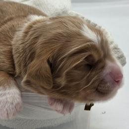 Adam - gold - Sable male Goldendoodle puppy in Phoenix, Arizona from Kerri's Goldendoodles