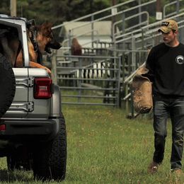 German Shepherd All Grown Up from End of the Trail Farm & Kennels