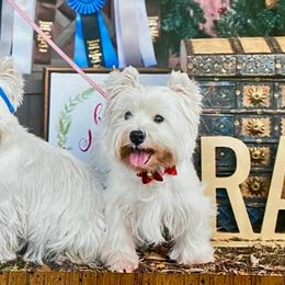 West Highland White Terriers from Lorraine's West Highland White Terriers