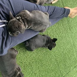 French Bulldog Puppies from Luna and London’s Puppies