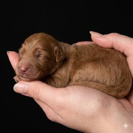 Bennet - Apricot male Goldendoodle puppy in Milton, Florida from Sutton Place Doodles