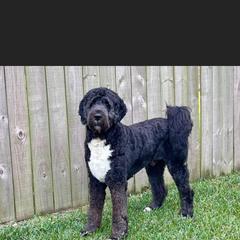 Saint Berdoodle All Grown Up from Lakeside Pups