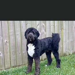Saint Berdoodle All Grown Up from Lakeside Pups