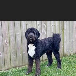 Saint Berdoodle All Grown Up from Lakeside Pups