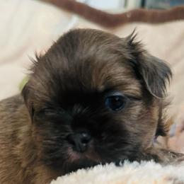 Taz - Sable male Shih Tzu puppy in Merrillville, Indiana from Gibbs Gorgeous Paws LLC