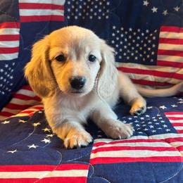 Martha Washington - Cream female Dachshund puppy in Summertown, Tennessee from The Dapper Dachshund