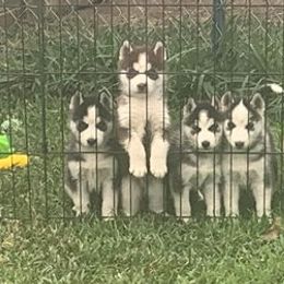 Siberian Huskies from Great Warriors