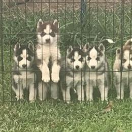 Siberian Huskies from Great Warriors