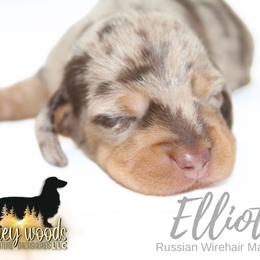 Elliot (Russian Wire) - Dapple male Dachshund puppy in Linden, Texas from Piney Woods Miniature Dachshunds LLC