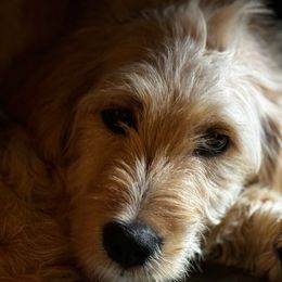 Peaches - Red Bernedoodle puppy in Broadway, North Carolina from Dixie’s Darling Doodles