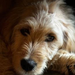 Peaches - Red Bernedoodle puppy in Broadway, North Carolina from Dixie’s Darling Doodles
