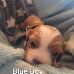 Blue Boy - Blenheim male Cavalier King Charles Spaniel puppy in Forest Lake, Minnesota from Northern Lights Goldens