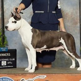 Thistle - American Staffordshire Terrier