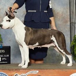 Thistle - American Staffordshire Terrier