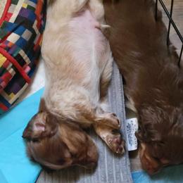 Dachshund Puppies from Shaffers low riding weiners