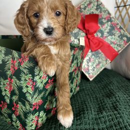 Marley - Red  male Goldendoodle puppy in Ottawa, Ohio from Simply Beautiful Goldendoodles