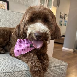 Daisy - Australian Labradoodle