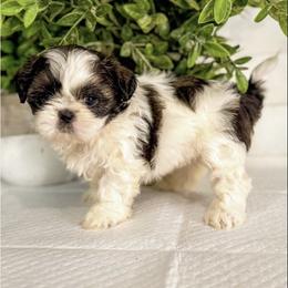 Shih Tzu Puppies from Corinna Reyna