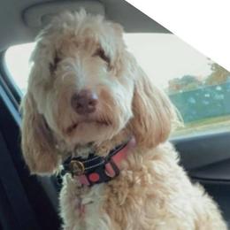 Sadie  - Goldendoodle