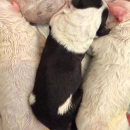 Dixie - Black and white female Sheepadoodle puppy in Vernonia, Oregon from Life Unleashed Farm