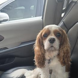 Cavalier King Charles Spaniel All Grown Up from Victory Spaniels