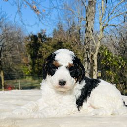 Bernedoodle and Pyredoodle Puppies from FDF Pyredoodles & Bernedoodles