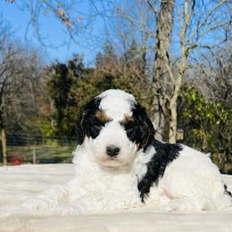 Bernedoodle and Pyredoodle Puppies from FDF Pyredoodles & Bernedoodles