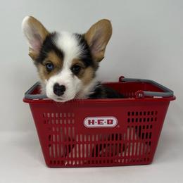 Rain - Black and tan male Pembroke Welsh Corgi puppy in Waco, Texas from The Comma Corgis