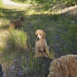 Brown Collar - Apricot male Poodle puppy in Orting, Washington from Coplar Creek Standard Poodles
