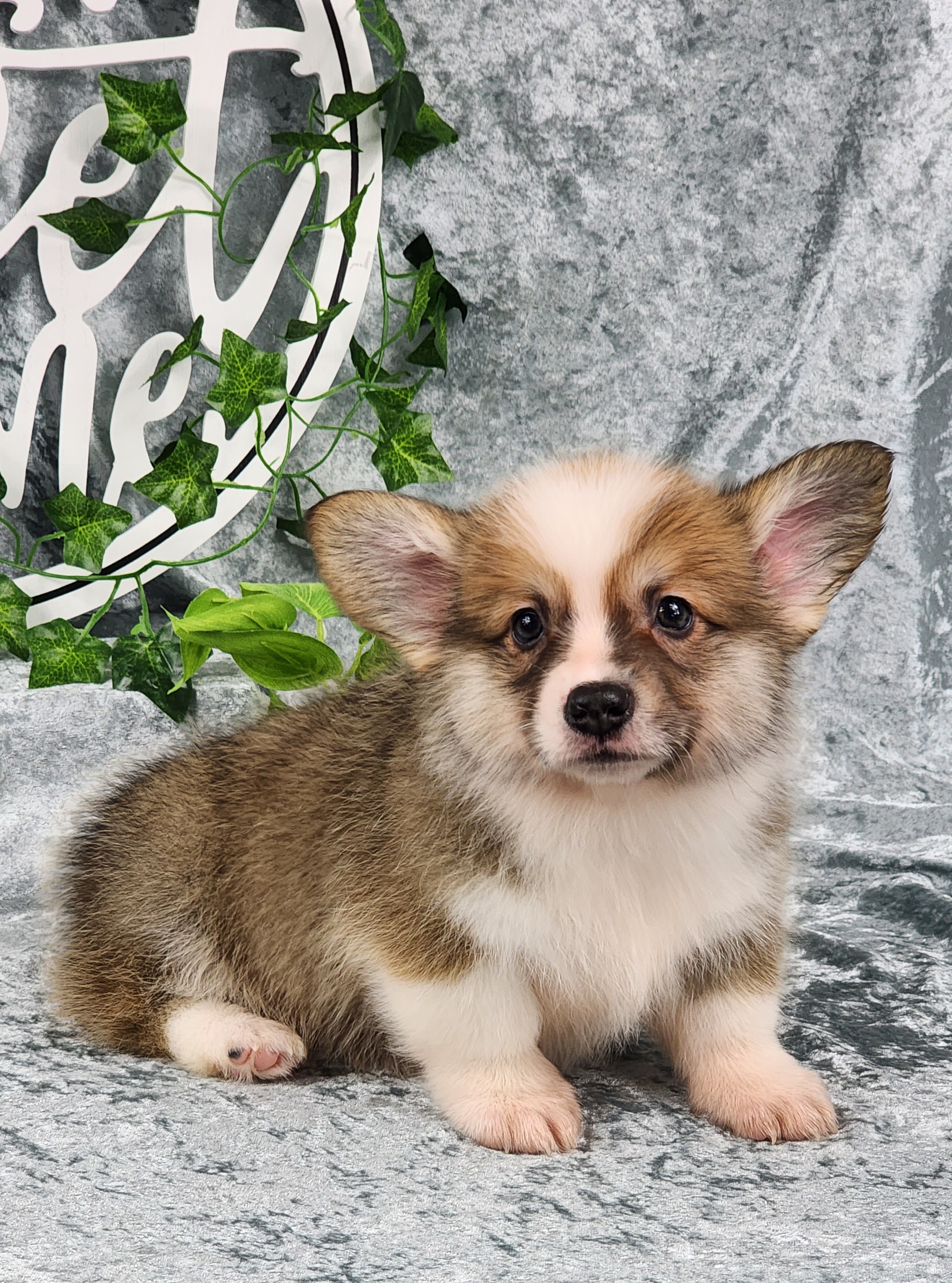 Pembroke Welsh Corgi Puppies from Hilltop Corgis