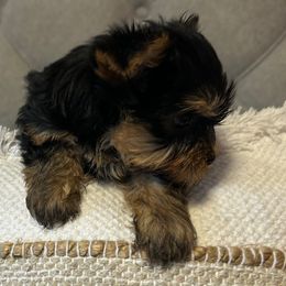 Girl 2 - Black and gold female Yorkshire Terrier puppy in Dublin, California from Michelle’s Yorkies