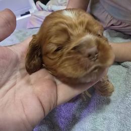 White collar - Buff and white female Cocker Spaniel puppy in South Milwaukee, Wisconsin from South East Wisconsin cocker spaniels