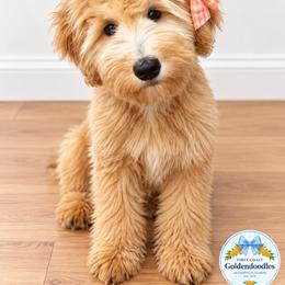 Sadie - Goldendoodle