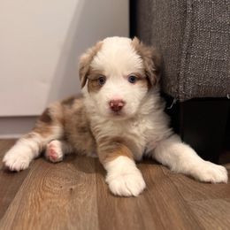 Zeppoli - Boy 1 - Red merle male Miniature Australian Shepherd puppy in Massapequa, New York from All That Auss Mini Aussies