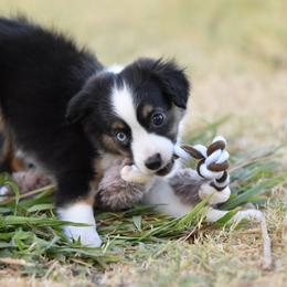 Madison - Black tri female Toy Australian Shepherd puppy in Wichita Falls, Texas from Shooting Stars Ranch Toy and Mini Aussies
