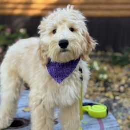 Purple Collar Boy - Cream male Goldendoodle puppy in Bigfork, Minnesota from Timber Rock Doodles