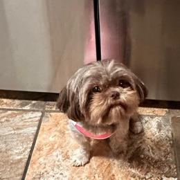 Ayzel - Shih Tzu