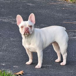 Daisy - French Bulldog