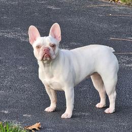 Daisy - French Bulldog