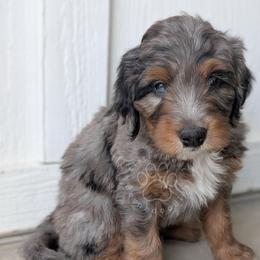 Butterscotch (Blue collar) - Blue merle male Bernedoodle puppy in Indianola, Utah from Little Bear Bernedoodles