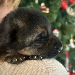 Sadie - Black and tan female German Shepherd puppy in Grand Junction, Colorado from Sonnenfeld Shepherds