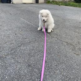 Samoyed Puppies from Sweet T's
