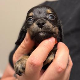 TINY - Red Boy - Black and cream male Dachshund puppy in Horizon City, Texas from Willipaws