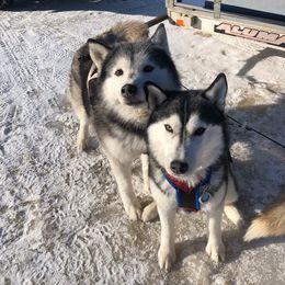 Siberian Husky All Grown Up from AVADAR Siberians